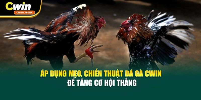 Áp dụng mẹo, chiến thuật đá gà CWIN để tăng cơ hội thắng