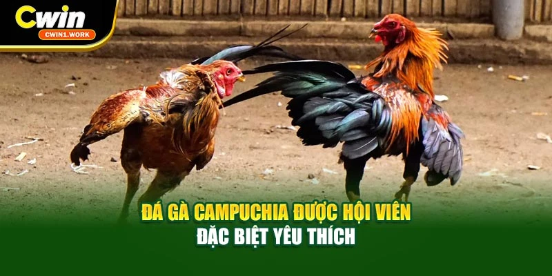 Đá gà Campuchia được hội viên đặc biệt yêu thích
