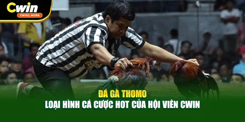 Đá gà Thomo là loại hình cá cược ấn tượng nhất