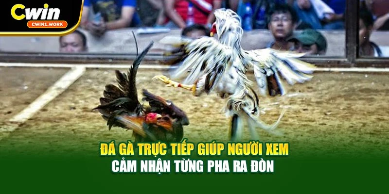 Đá gà trực tiếp giúp người xem cảm nhận từng pha ra đòn