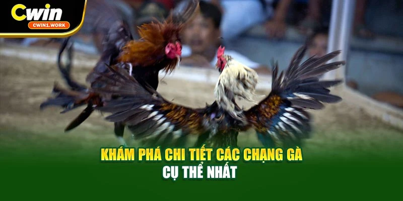 Khám phá chi tiết các chạng gà cụ thể nhất