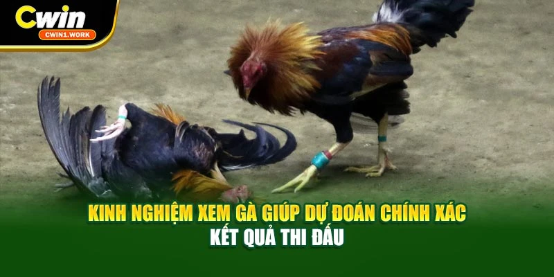 Kinh nghiệm xem gà giúp dự đoán chính xác kết quả thi đấu