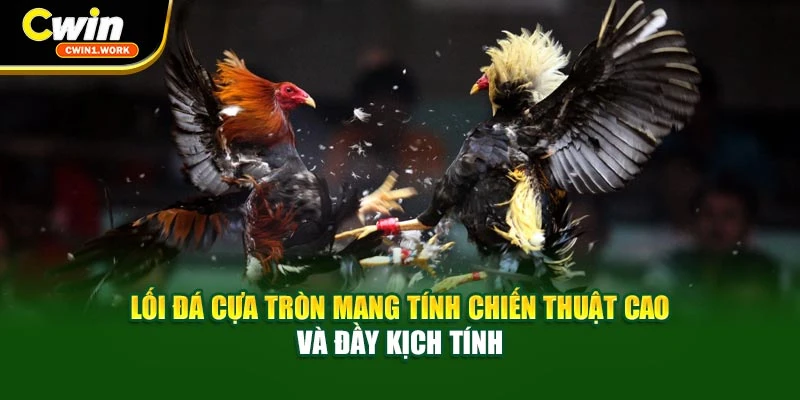 Lối đá cựa tròn mang tính chiến thuật cao và đầy kịch tính