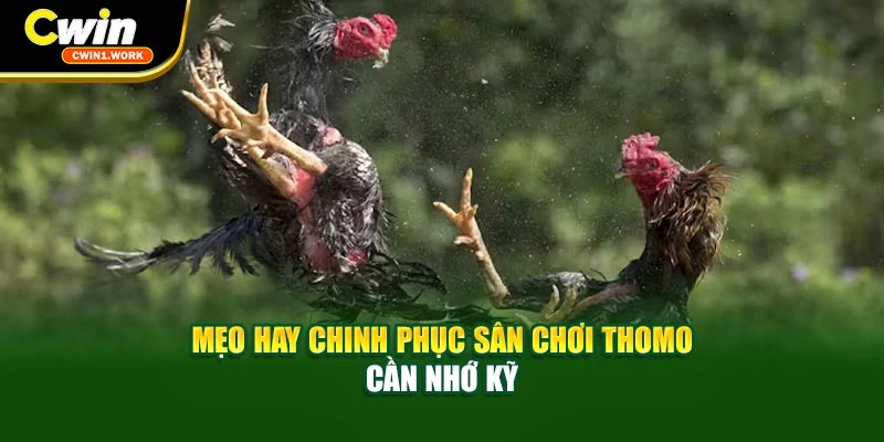 Mẹo hay chinh phục sân chơi Thomo cần nhớ kỹ
