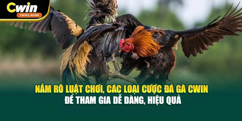 Nắm rõ luật chơi, các loại cược đá gà CWIN để tham gia dễ dàng, hiệu quả