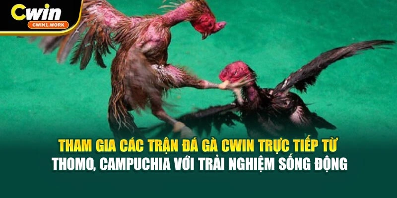 Tham gia các trận đá gà CWIN trực tiếp từ Thomo, Campuchia với trải nghiệm sống động